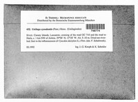 Image Associated With the Occurrence